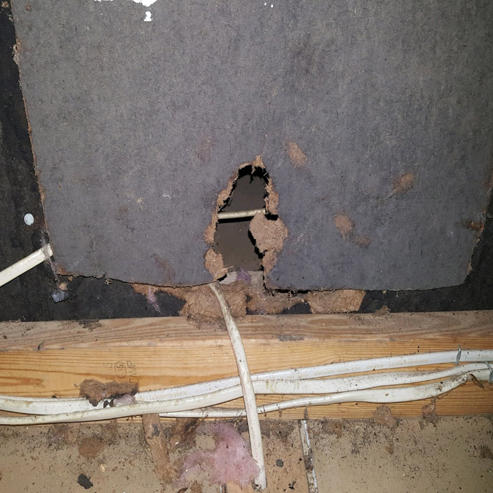 rat-removal
