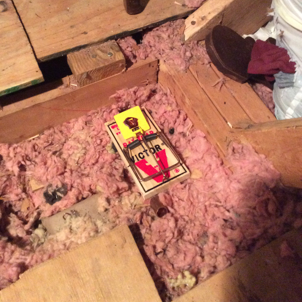 wildlife-in-attic